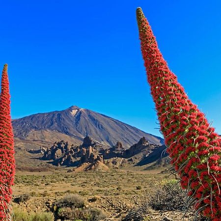 Apto Drago Holidays Apartament Santa Cruz de Tenerife Zewnętrze zdjęcie
